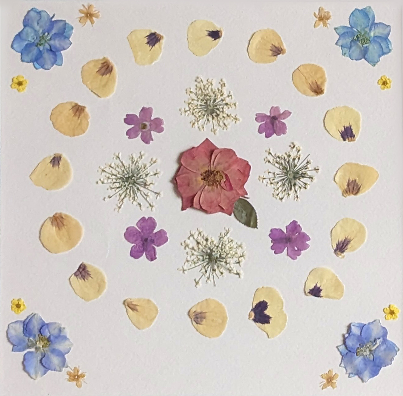 pressed flowers on white background