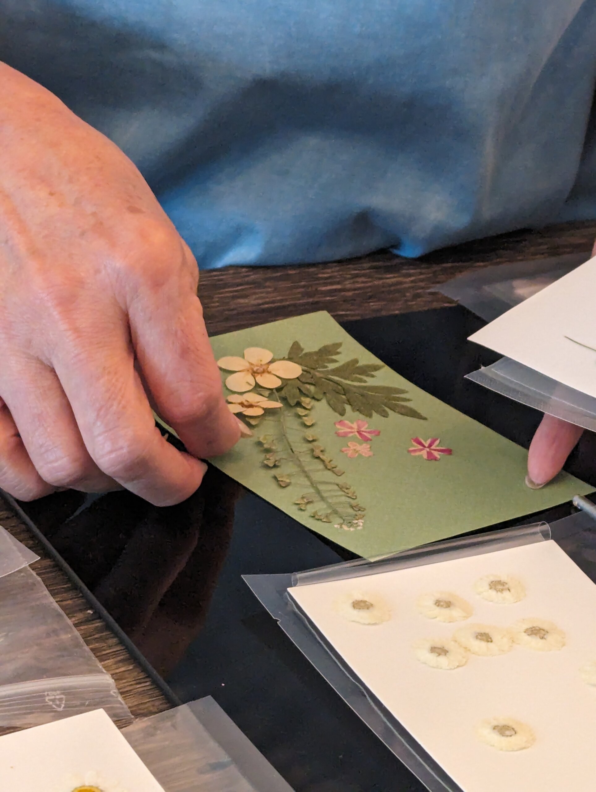 pressed coquelicots on pink background