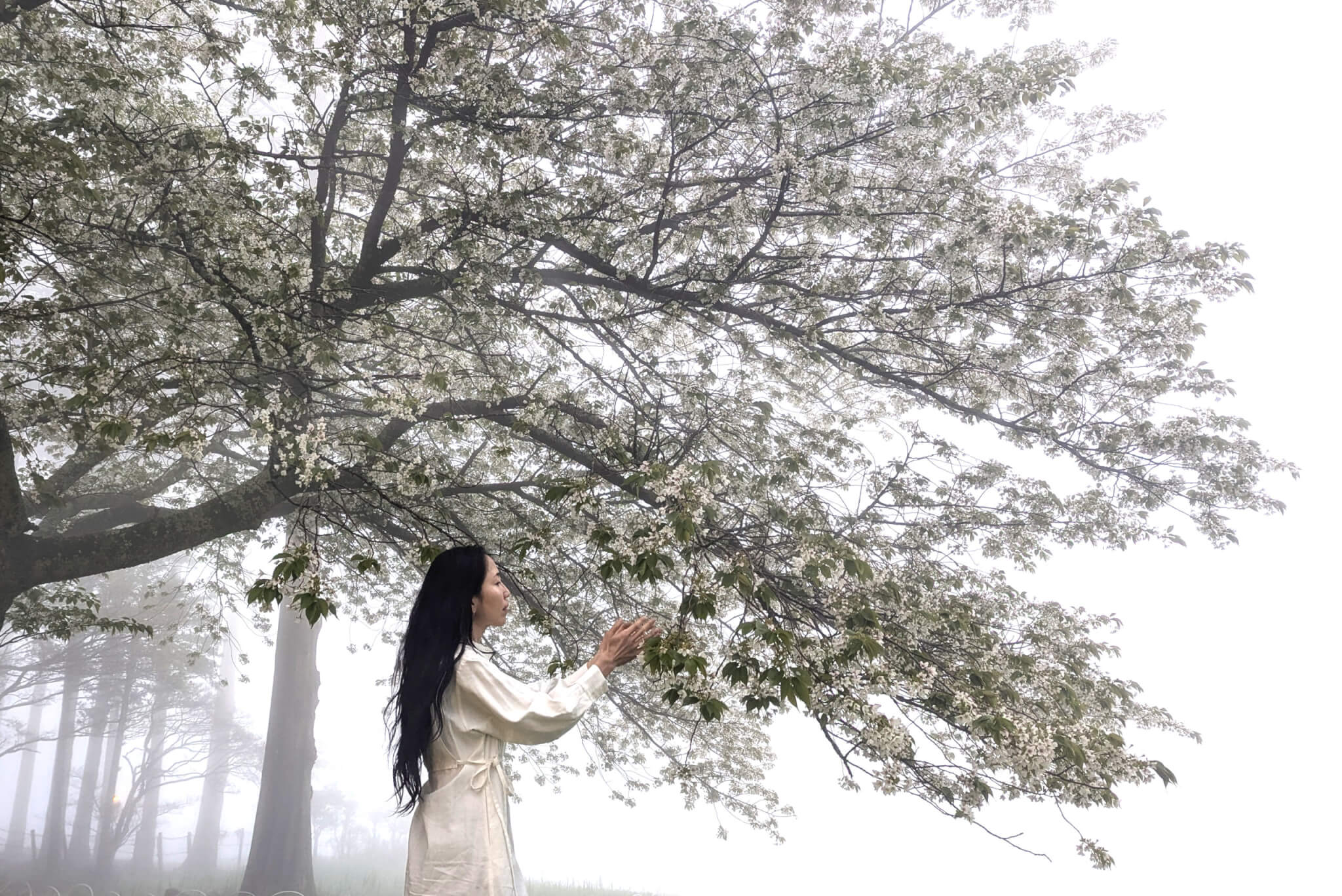 Memories of love woman under a cherry blossom tree