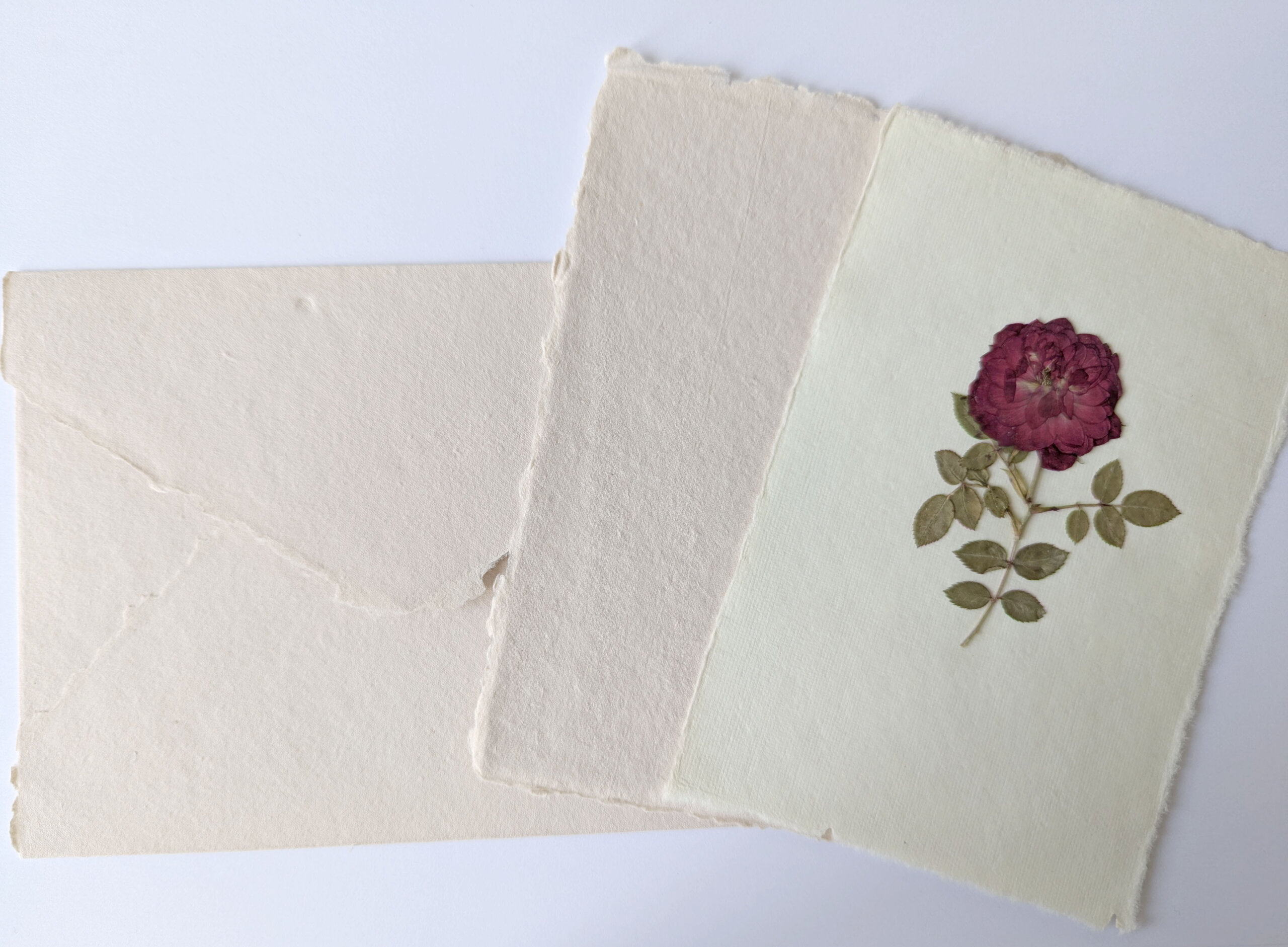 set de carte rose et enveloppe pressed red rose flower